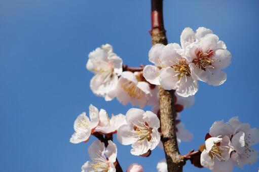 梅 桃 桜の花の違いは 花が咲く時 終わる時の表現も違うって知ってた お役立ち 季節の耳より情報局
