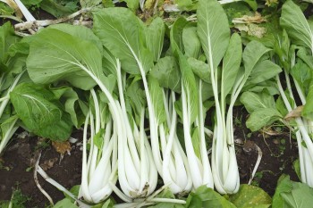 しゃくし菜(雪白体菜)の特徴・旬の時期まとめ｜茎の部分が白い白茎チンゲンサイ