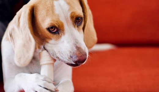 【アレルギー】ブロッコリーを犬が食べても大丈夫？与える際の注意点