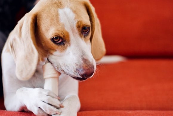 アレルギー ブロッコリーを犬が食べても大丈夫 与える際の注意点 お役立ち 季節の耳より情報局