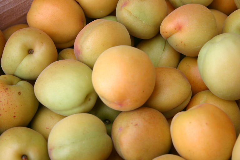 八助の特徴 旬の時期まとめ 加工にも使いやすい中粒の梅 お役立ち 季節の耳より情報局