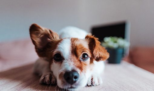 【アレルギー】梅を犬や猫が食べても大丈夫？生梅や種の中毒成分に注意！