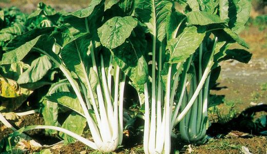 長岡菜の特徴・旬の時期まとめ｜茎の部分が白い白茎チンゲンサイ