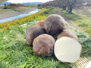 丹波の山芋の特徴・旬の時期まとめ｜アミノ酸を多く含む兵庫産のツクネイモ系山芋