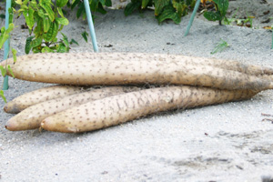 砂丘ながいもの特徴・旬の時期まとめ｜まっすぐ長い形が特徴の鳥取産ナガイモ系山芋
