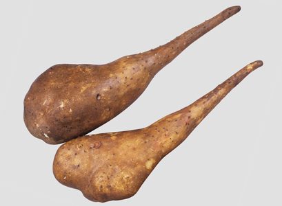 げんこつ次郎の特徴・旬の時期まとめ｜肉質が緻密で粘りが強いナガイモ系山芋