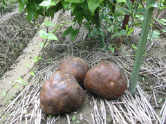 加賀まるいもの特徴・旬の時期まとめ｜抜群の粘りが特徴の石川県特産のツクネイモ系山芋
