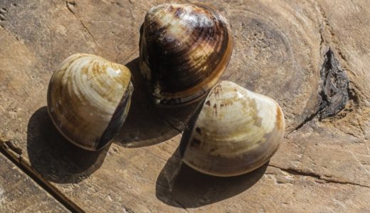 【はまぐりのお吸い物】砂抜き&塩抜きのコツは？お湯で時短できる？
