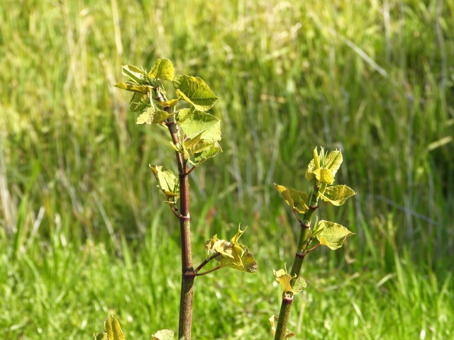 イタドリの芽や葉っぱが赤い 生で食べる地域がある すかんぽとの違いは お役立ち 季節の耳より情報局