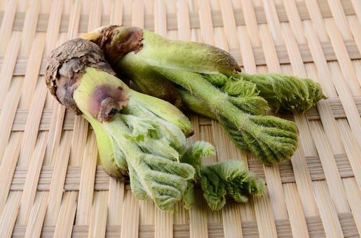 タラの芽を冷凍保存 毒はない 下ごしらえ 天ぷら以外のレシピは お役立ち 季節の耳より情報局