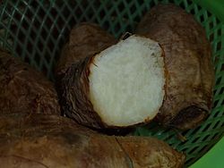 クーガ芋（トゲドコロ）の特徴・旬の時期まとめ｜ジオスゲニンの含有量が高い山芋