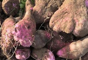 ウベ（ダイジョ/紅山芋）の特徴・旬の時期まとめ｜鮮やかな紫色が特徴の山芋