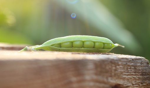 えんどう豆アレルギーってあるの？症状は？大豆アレルギーに似てる？