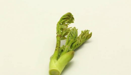 野生ふきのあく抜き方法とは?下処理の時のポイントやおすすめレシピ