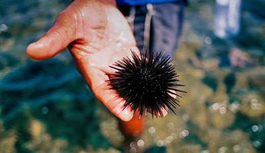 うにがまずいのはミョウバンのせいだった!?美味しく食べるコツを伝授します!