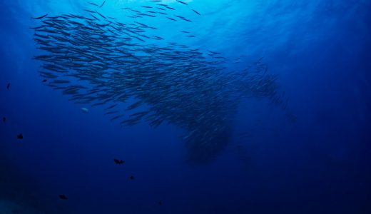 カマスは臭いの?干物にしないとまずい?魚の生臭さ・魚臭さを消す方法を紹介!