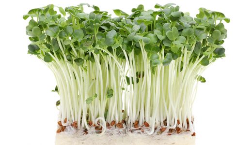かいわれ大根がからいのはなぜ?食中毒問題とは?レンジで簡単レシピを紹介!