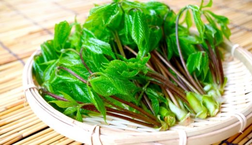 コシアブラで下痢・腹痛に!?間違えやすい植物がある？美味しい食べ方や健康効果