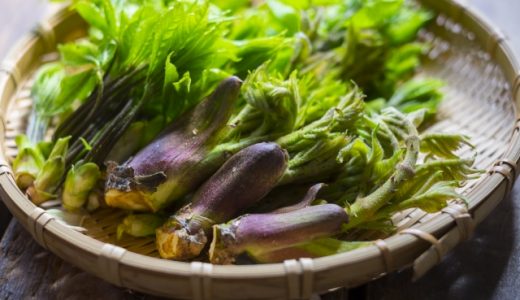 コシアブラを食べ過ぎると体に悪い？食べきれない時の保存方法を紹介！