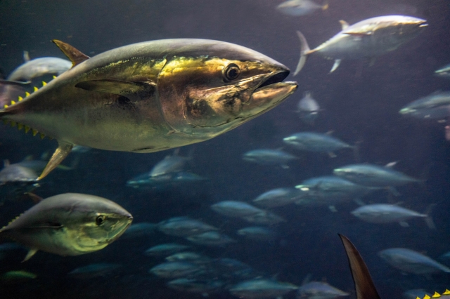 マグロ赤身 クロマグロ 1さく 150g のカロリーと糖質は 栄養成分も解説 お役立ち 季節の耳より情報局