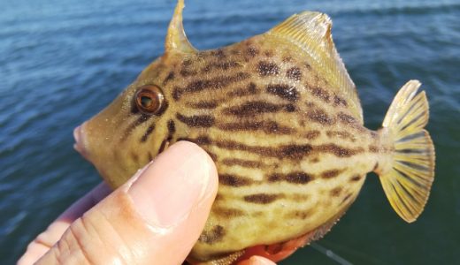 カワハギが臭い!肝の横にある臭くて苦い玉「ニガ玉」ってなに?臭いを消すには?