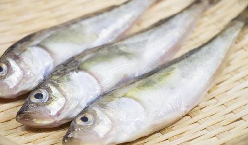 ハタハタの内臓の下処理！丸ごと食べる？煮付け･塩焼など美味しい食べ方･焼き方