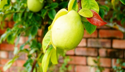 かりんもアレルギーが出る危険性がある果物?!注意するべきバラ科の果物と野菜!
