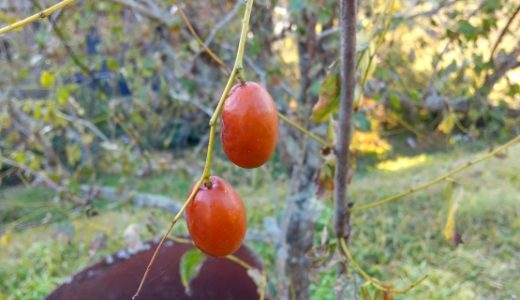 ナツメがまずいって本当？どんな味？乾燥の戻し方・食べ方・栄養・おいしい食べ方