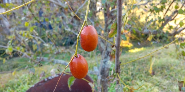 ナツメがまずいって本当 どんな味 乾燥の戻し方 食べ方 栄養 おいしい食べ方 お役立ち 季節の耳より情報局