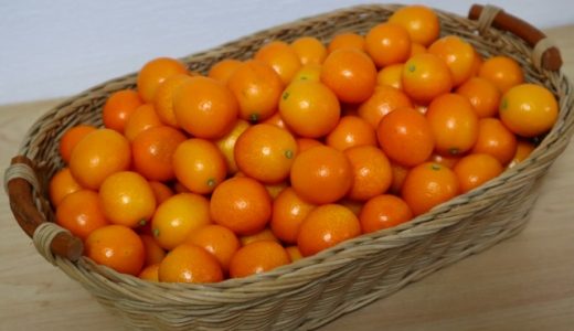 きんかんたまたまの食べ方は?そのまま食べても大丈夫?金柑の効果・効能は?