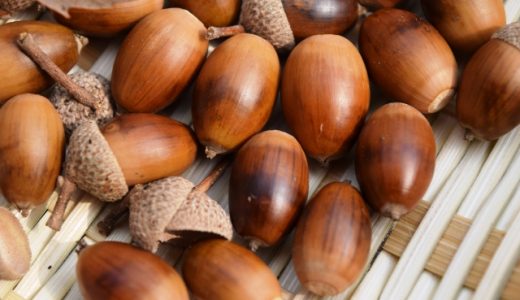 どんぐりに毒性がある?食べられるどんぐりの見分け方は？食べ方も解説！
