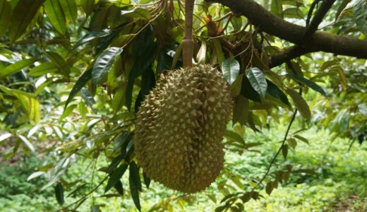 ドリアンはなぜ臭い？匂いの原因と対策・消し方！美味しい食べ方は？