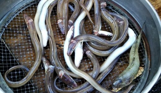 アナゴ1尾開き身(70g)のカロリーと糖質は？栄養成分・廃棄率も解説！