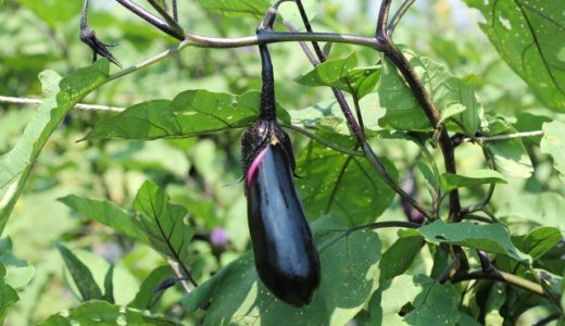 種が黒くなったナスって食べられるの?原因と保存方法、おすすめ調理方法を解説