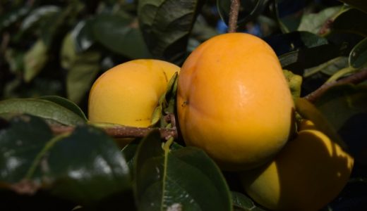 干し柿は便秘に効くって本当?下痢になる可能性もある?より効果的な裏技とは?