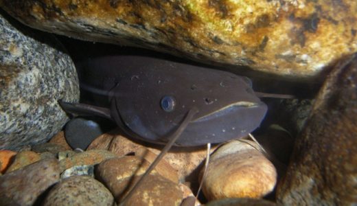 ナマズって生(刺身)で食べられるの?寄生虫はいるの?安全な食べ方は?