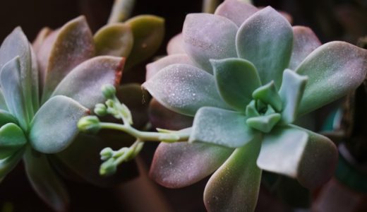 グラパラリーフはまずい?食用多肉植物?栄養価・効能･食べ方･レシピを紹介!