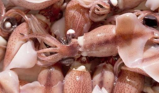 ホタルイカの食べ過ぎは体に良くない？下痢や通風になる？旋尾線虫には要注意！