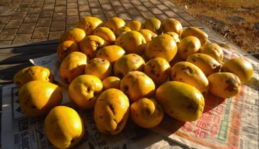 かりんのはちみつ漬けにカビが!食べても大丈夫?気になる効能や作り方を紹介!