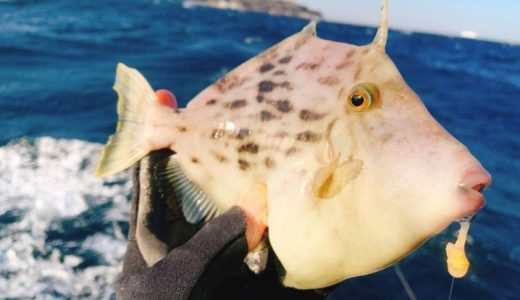 釣った魚を常温で放置すると?クーラーボックスなし?常温でどれくらいもつ?