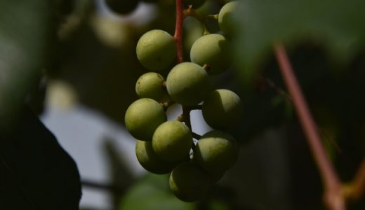 オリーブオイルうがいって何!?やり方・タイミングは?口臭や歯周病･虫歯に効く?