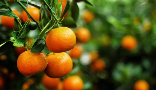 みかんで下痢･腹痛になる！原因は？アレルギーや食べ過ぎによる柑皮症も注意！