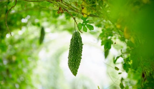 苦い野菜は栄養があって体にいい!苦い野菜一覧やお勧めの食べ方も紹介!