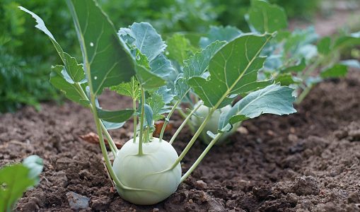 コールラビは生でも食べれる?どんな野菜?美味しい食べ方や葉っぱ活用レシピ