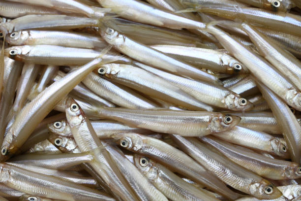 ワカサギに寄生虫はいる 川魚も危険 症状 下処理のコツ 生で食べられる お役立ち 季節の耳より情報局