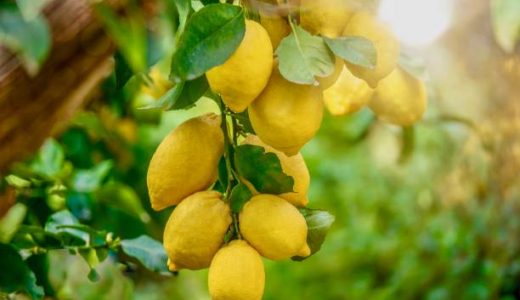 レモンが体に悪いと言われる理由！副作用がある？効能･ 栄養｜効果的な食べ方