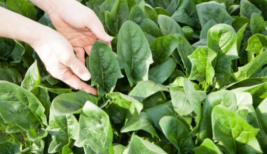 ほうれん草で下痢･腹痛になりやすい？主な3つの原因と予防方法！食べ合わせの悪い食材は?