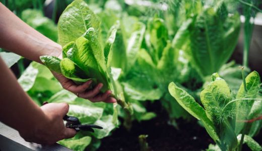 ほうれん草の鉄分量はどのくらい？効率よく吸収できる成分と阻害する成分