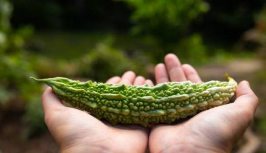 どんぐりに毒性がある 食べられるどんぐりの見分け方は 食べ方も解説 お役立ち 季節の耳より情報局