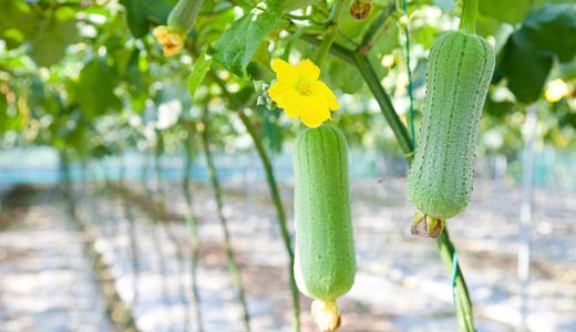 へちまを食べる際の調理方法を紹介！成分や食べる習慣がある地域も